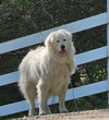 Levi *sanctuary dog* in NH - Photo 2