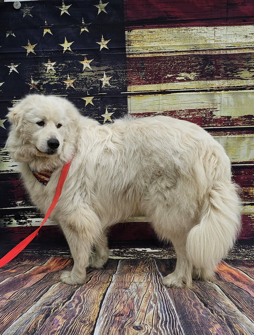 picture of the dog needing adoption