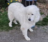 Levi *sanctuary dog* in NH - Photo 4