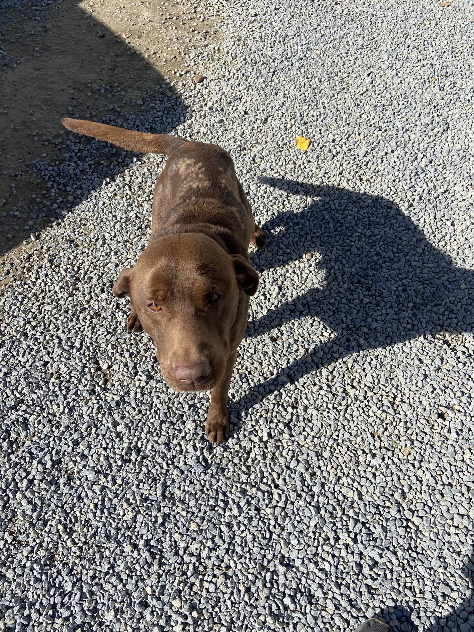 Dog for Adoption - Jay Jay, a Chocolate Labrador Retriever in Wilton
