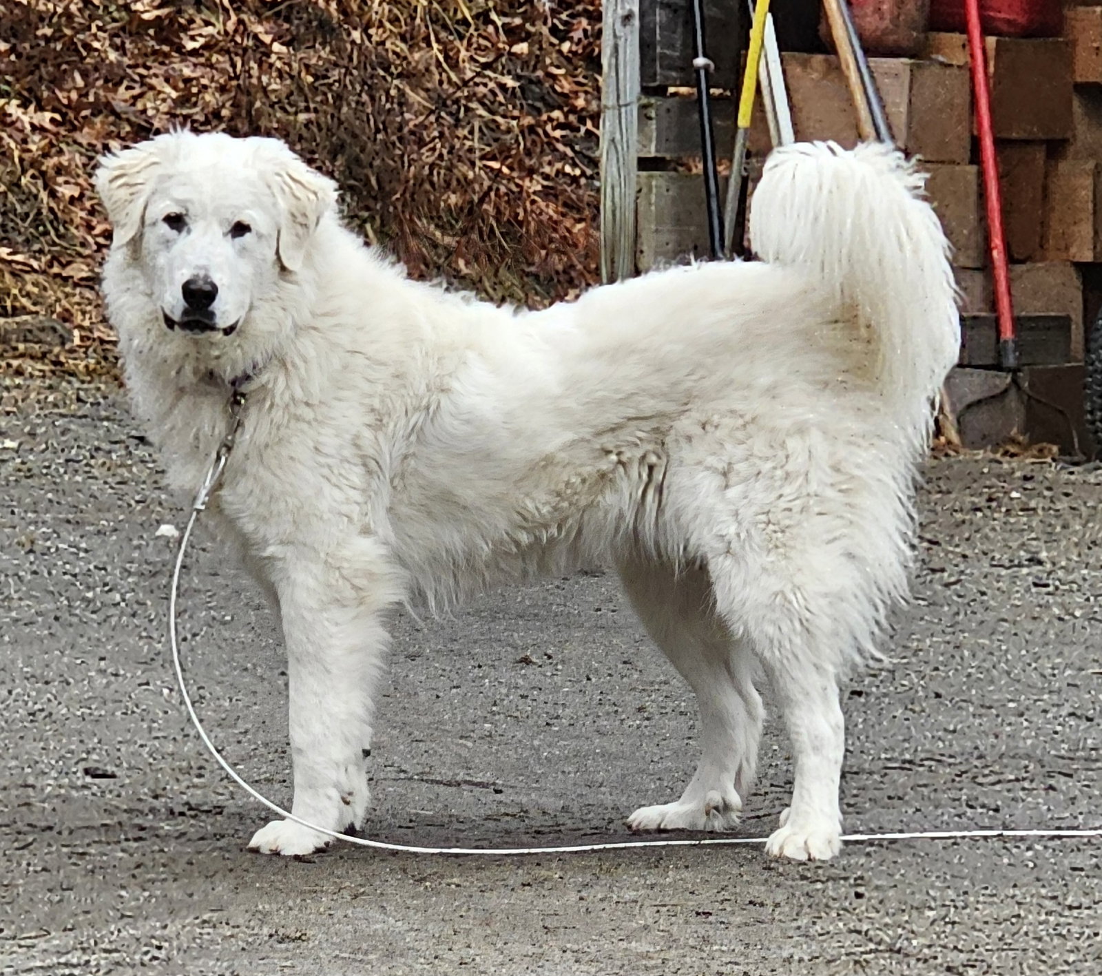 Dog for Adoption Duchess, a Great Pyrenees in Newfane, VT Alpha Paw