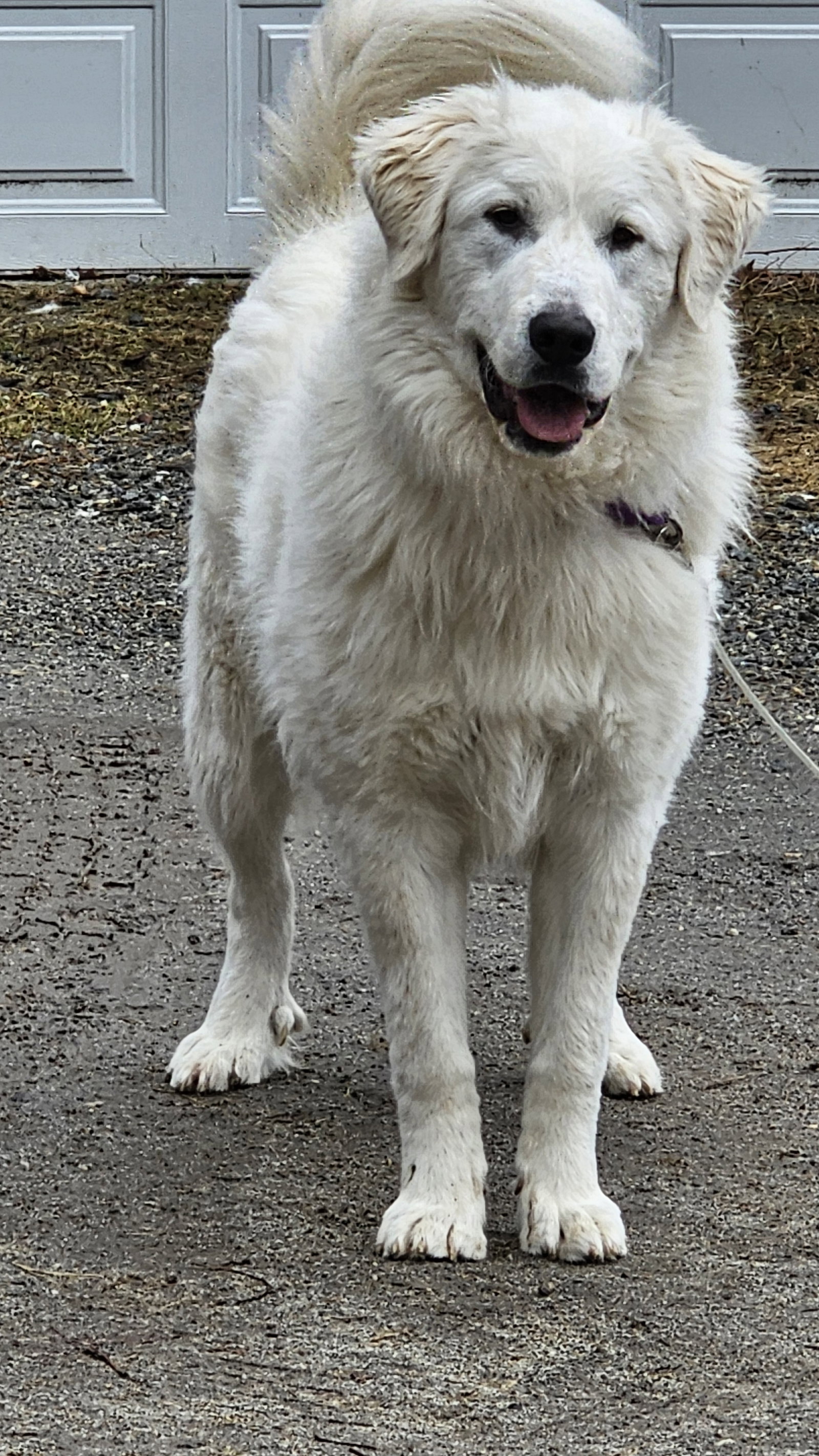 Dog for Adoption Duchess, a Great Pyrenees in Newfane, VT Alpha Paw