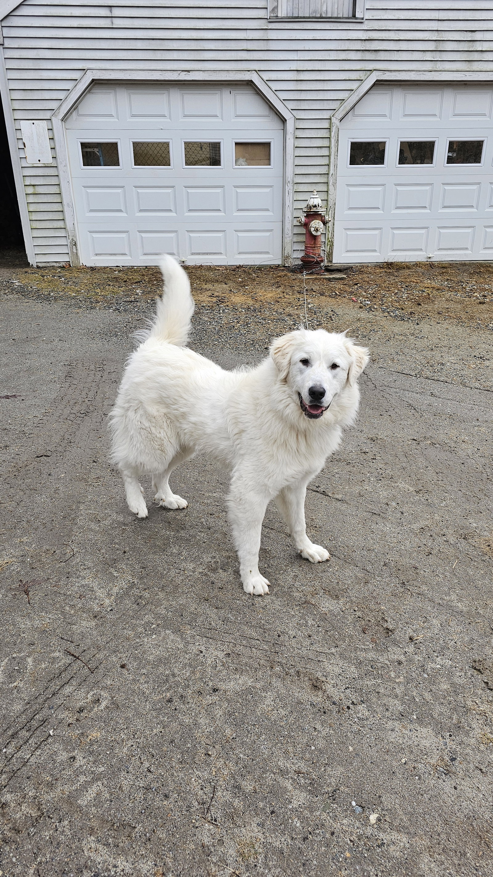 Dog for Adoption Duchess, a Great Pyrenees in Newfane, VT Alpha Paw
