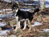 adoptable Dog in , NH named Annie in NH