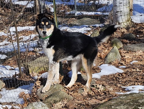 Annie in NH