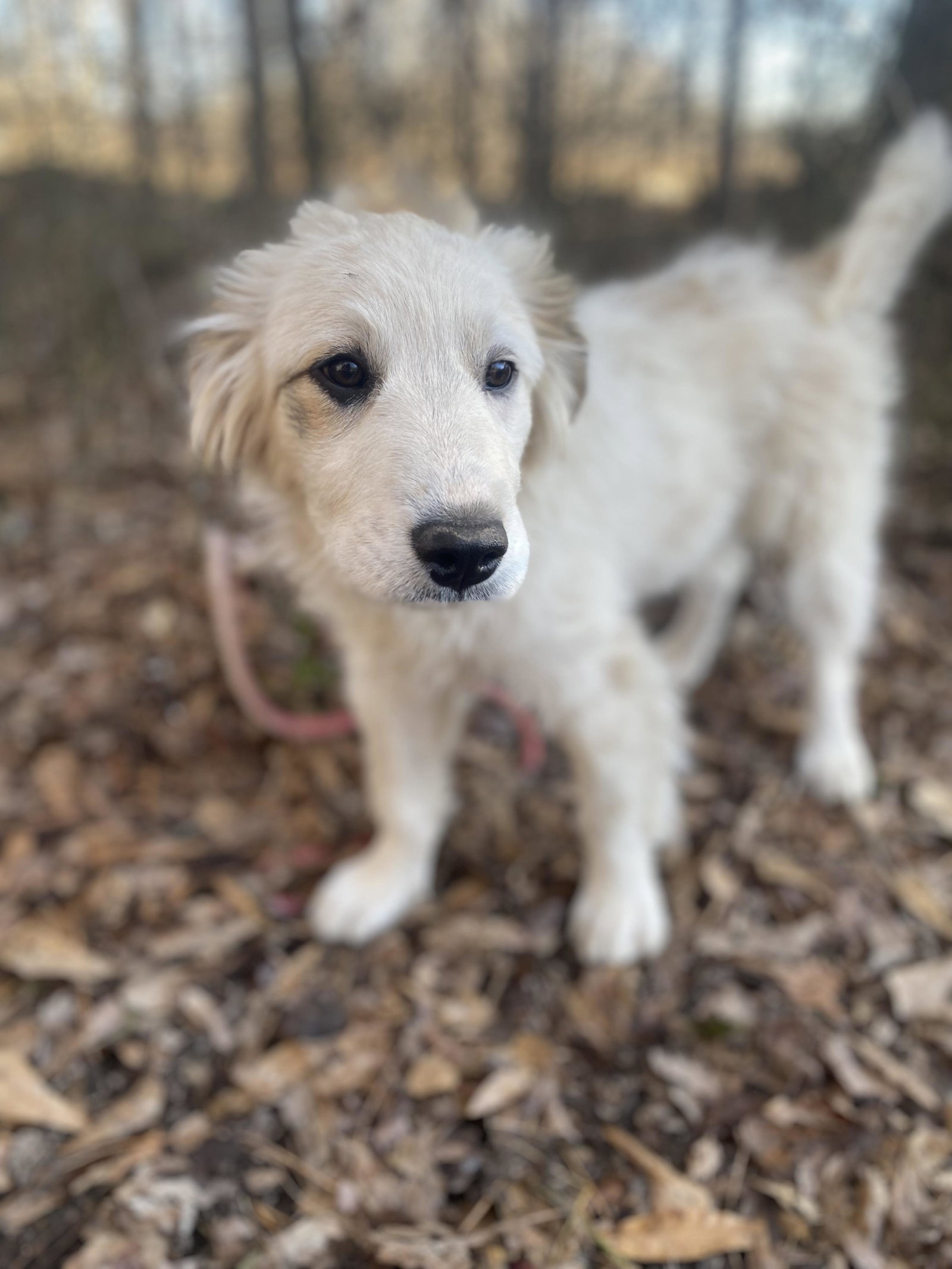 Dog for Adoption Drizella coming soon to VT, a Great Pyrenees in