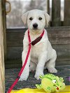adoptable Dog in , NH named Cadbury - available 4/28