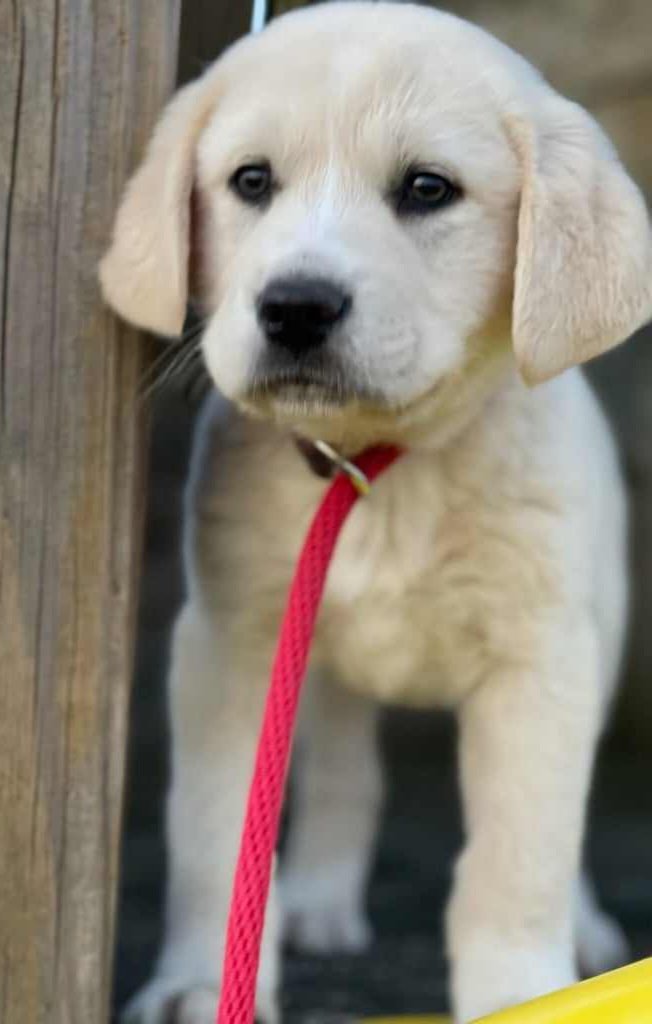adoptable Dog in Newport, NH named Peep