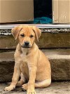 adoptable Dog in  named Poppy - 8 weeks