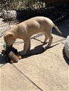 adoptable Dog in , NY named Fern - 8 weeks