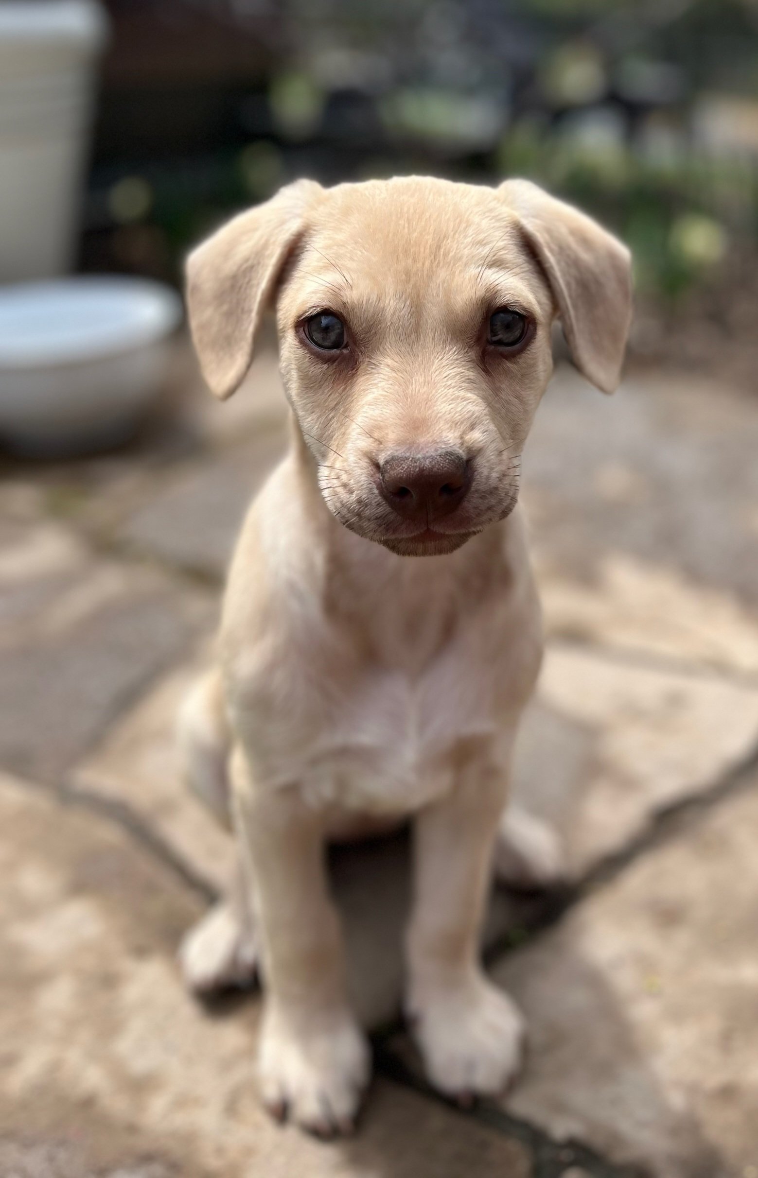 adoptable Dog in Westport, NY named Fern - 8 weeks