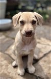 adoptable Dog in  named Fern - 8 weeks
