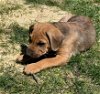 adoptable Dog in  named Logan - 8 weeks