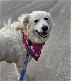 adoptable Dog in newport, NH named Sadie in NH