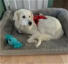 adoptable Dog in , NH named Sadie in NH