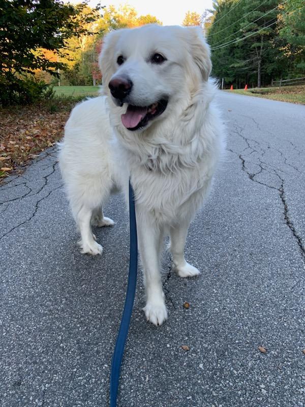 adoptable Dog in Newport, NH named Sadie in NH