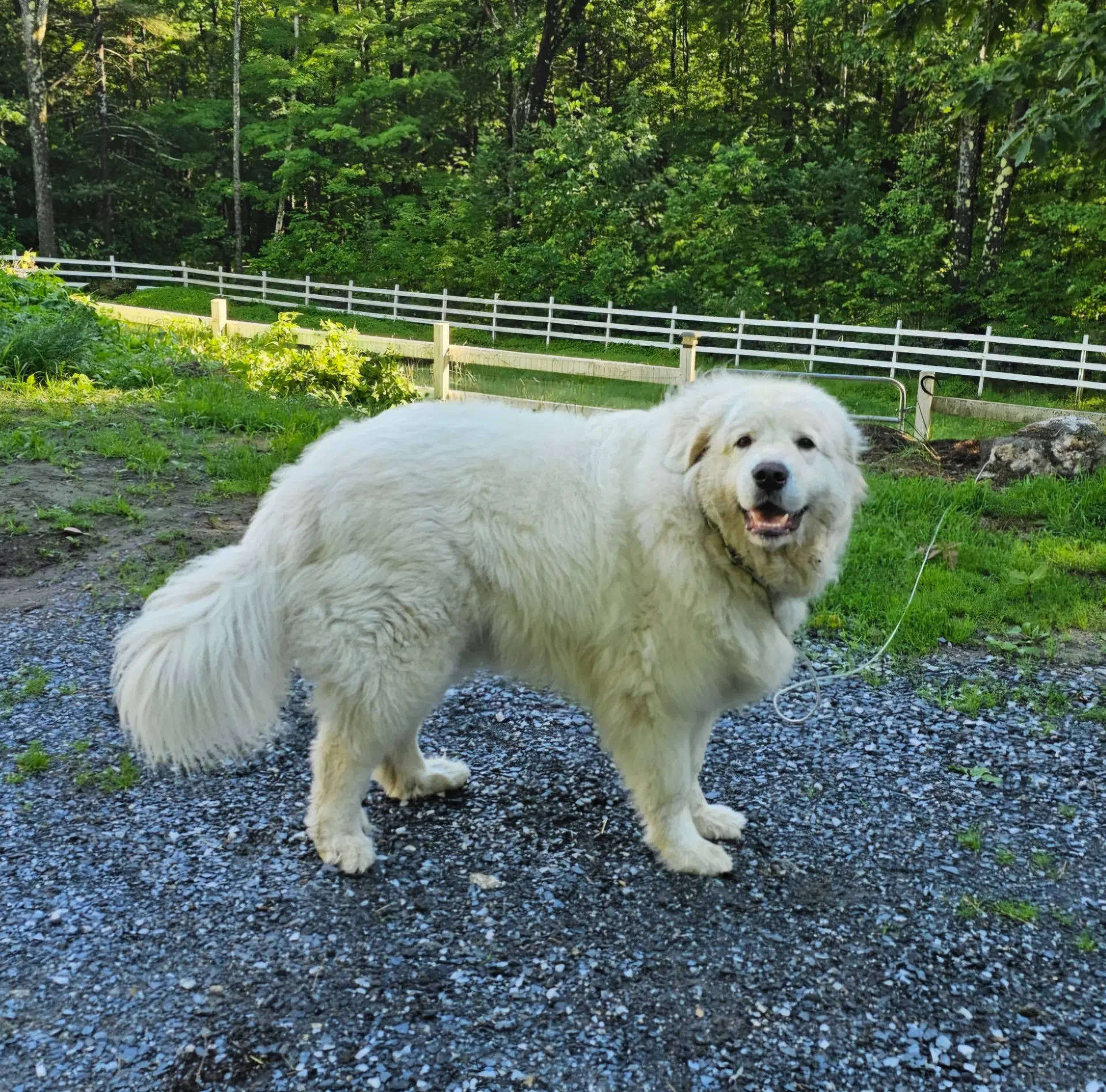 Wynter Cloud In Nh - Great Pyrenees