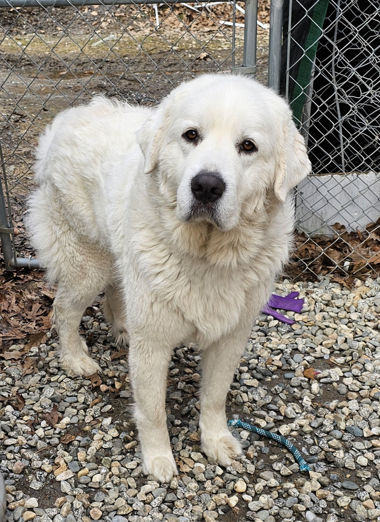 adoptable Dog in Newport, NH named Cloudia (2) in NH