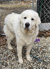 adoptable Dog in  named Cloudia (2) in NH