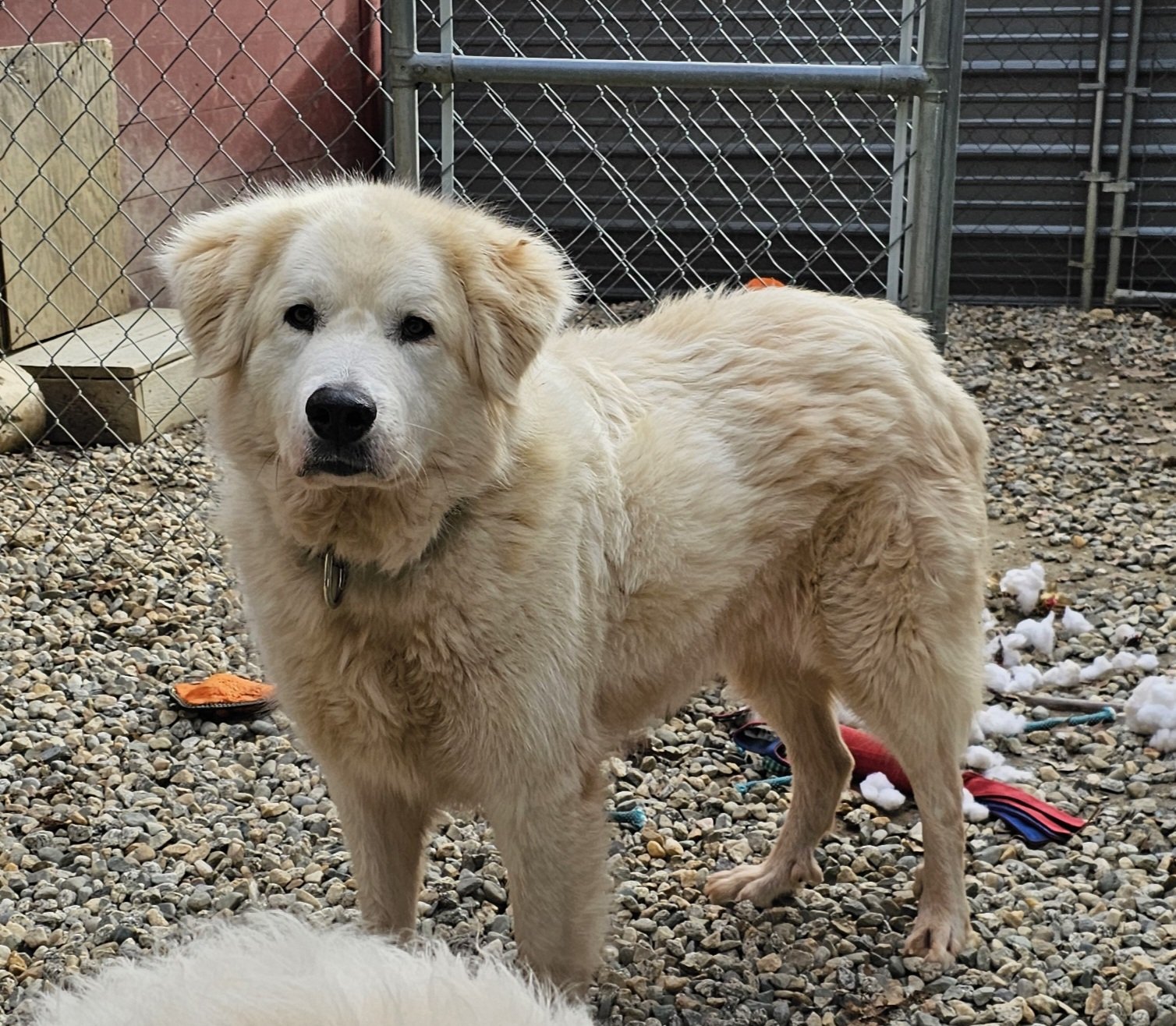 adoptable Dog in Newport, NH named Sully in NH