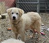 adoptable Dog in , NH named Sully in NH