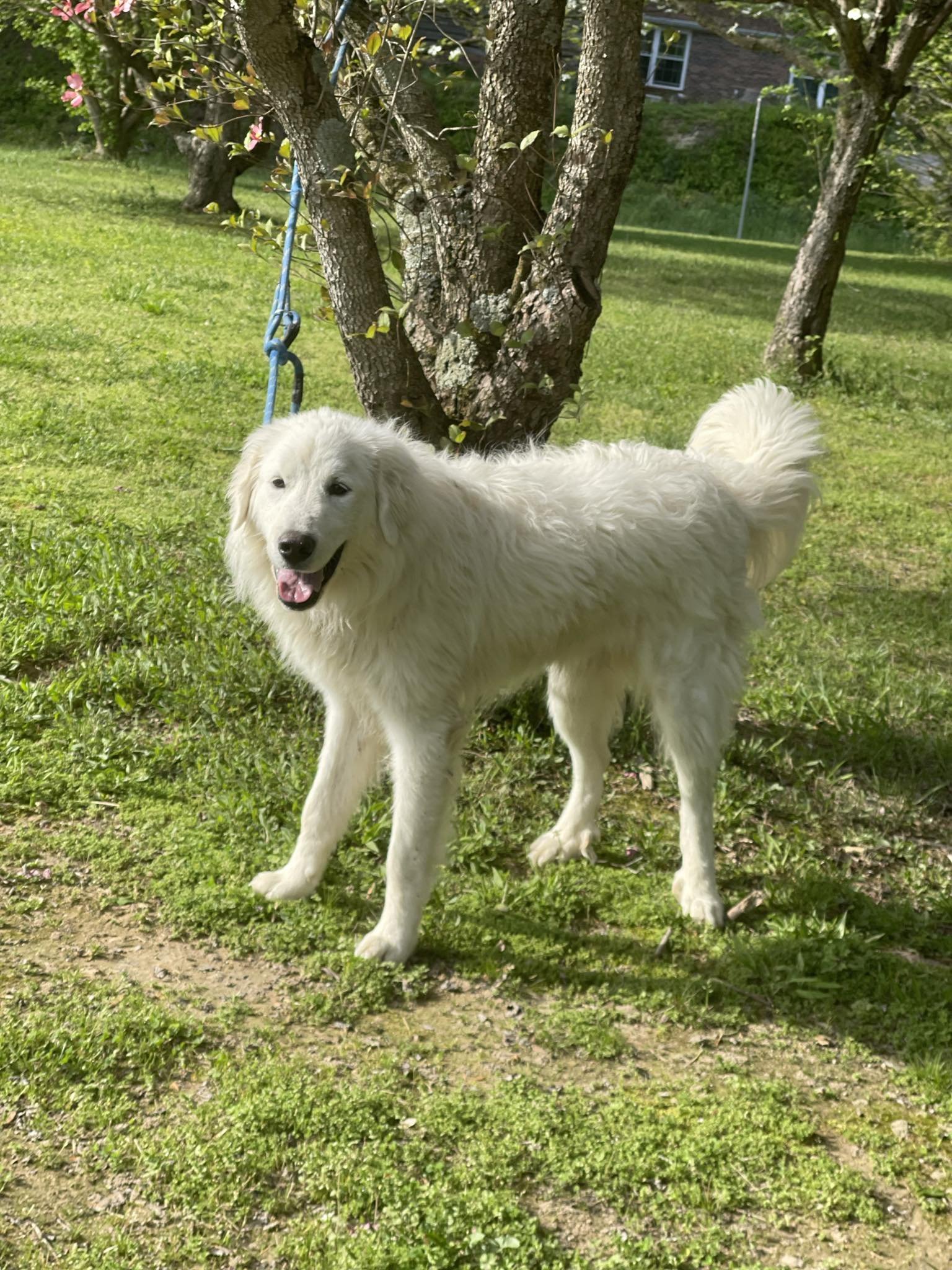 adoptable Dog in Newport, NH named Jax - coming soon