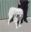 adoptable Dog in  named Bella in VT