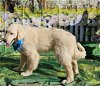 adoptable Dog in newport, NH named Neopolitan in VT