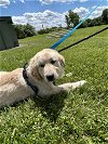 adoptable Dog in newport, NH named Nacho