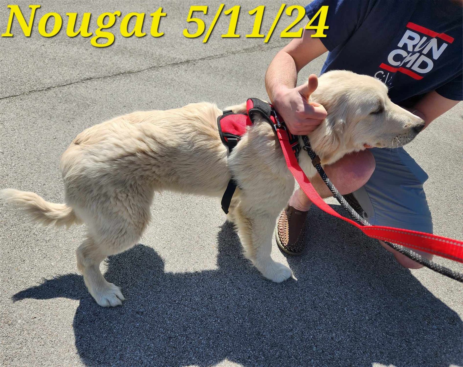 adoptable Dog in Newport, NH named Nougat -