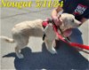 adoptable Dog in  named Nougat -