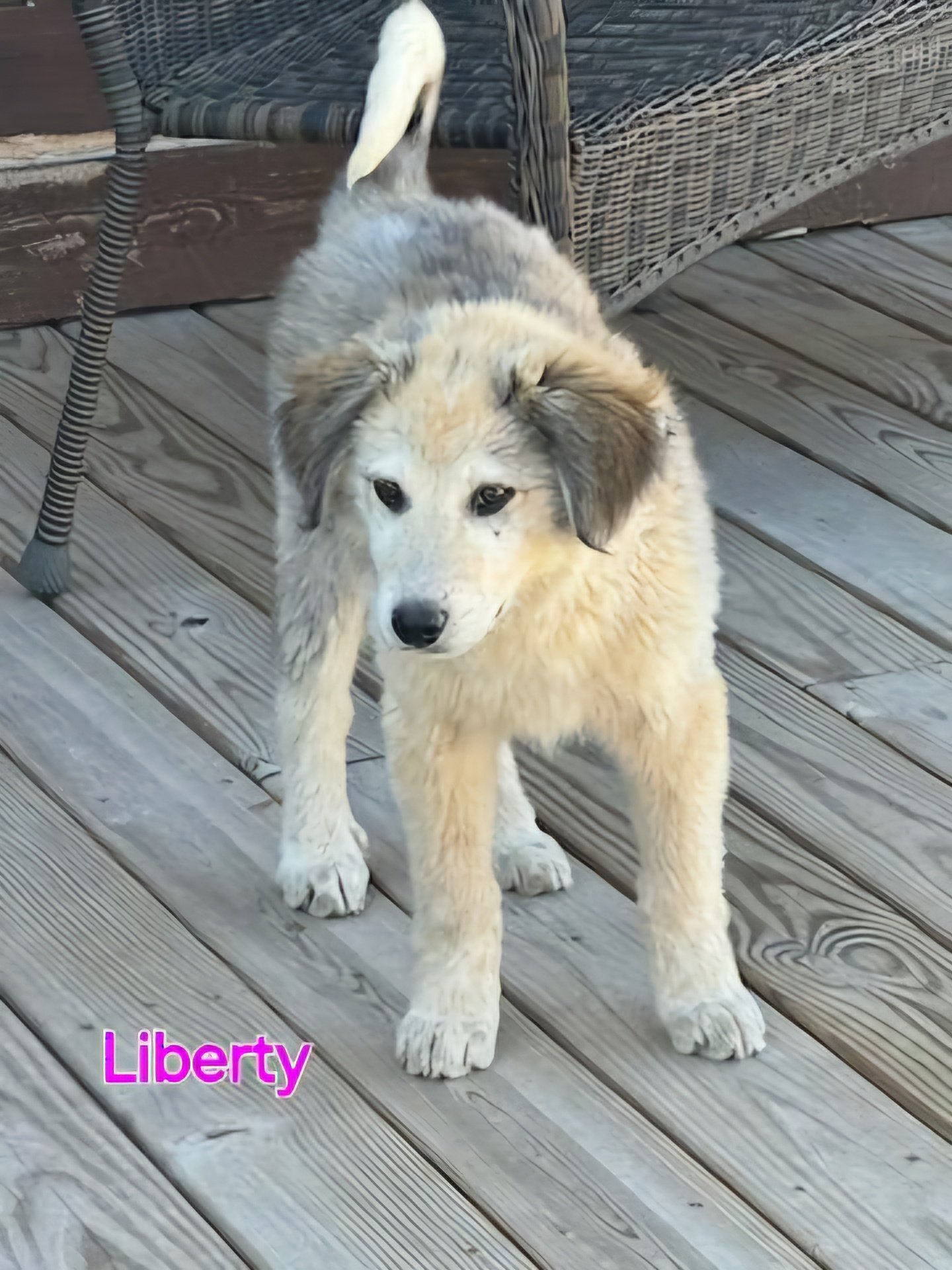 adoptable Dog in Newport, NH named Liberty- coming soon