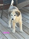 adoptable Dog in , NH named Liberty- coming soon
