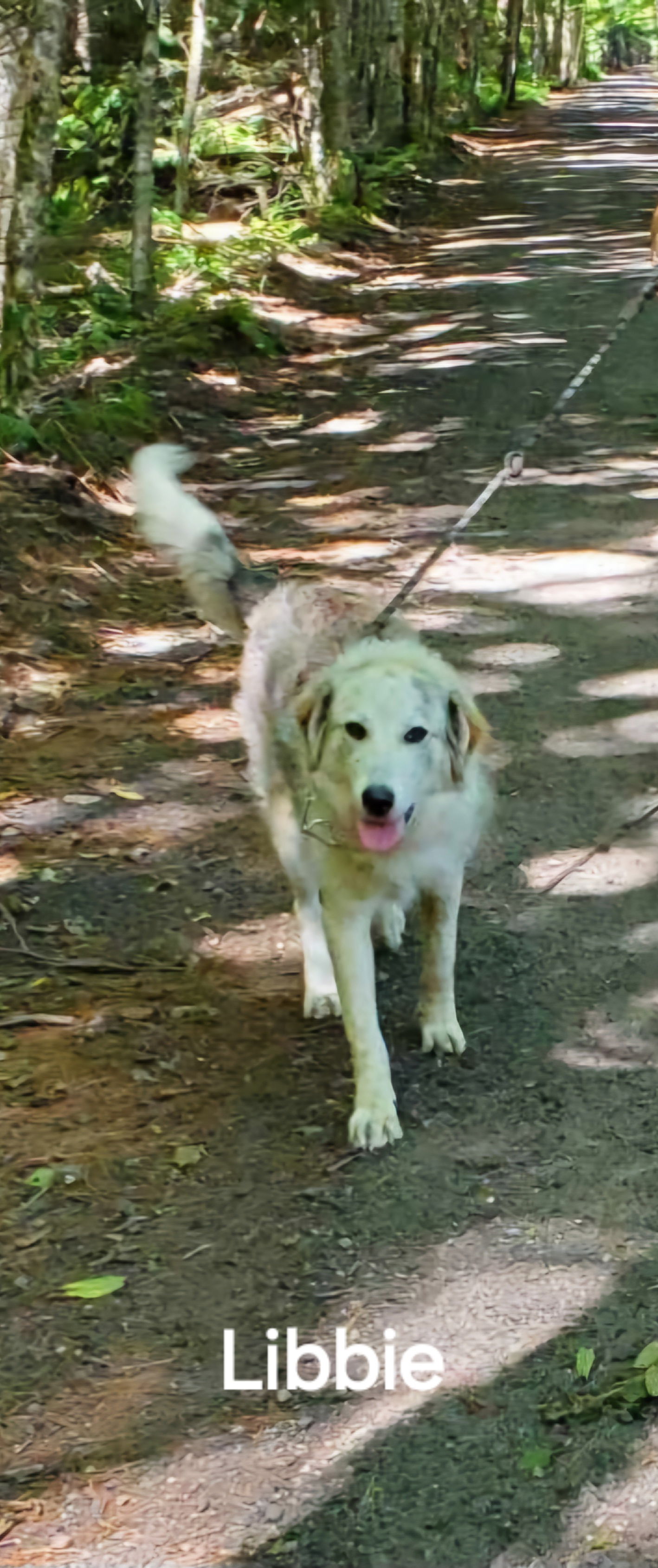 adoptable Dog in Newport, NH named Liberty-