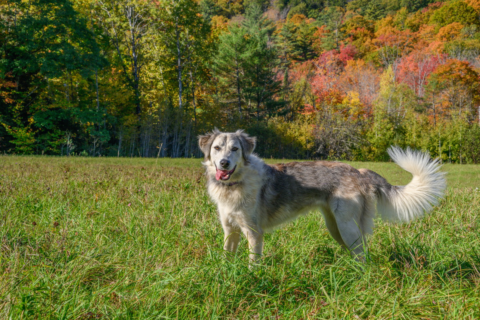 Dog for Adoption - Liberty-, a Great Pyrenees in Rutland County, VT ...