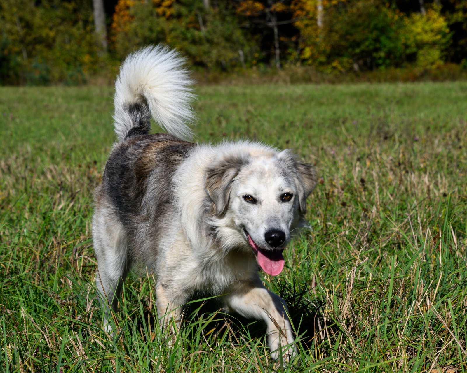 Dog for Adoption - Liberty-, a Great Pyrenees in Rutland County, VT ...