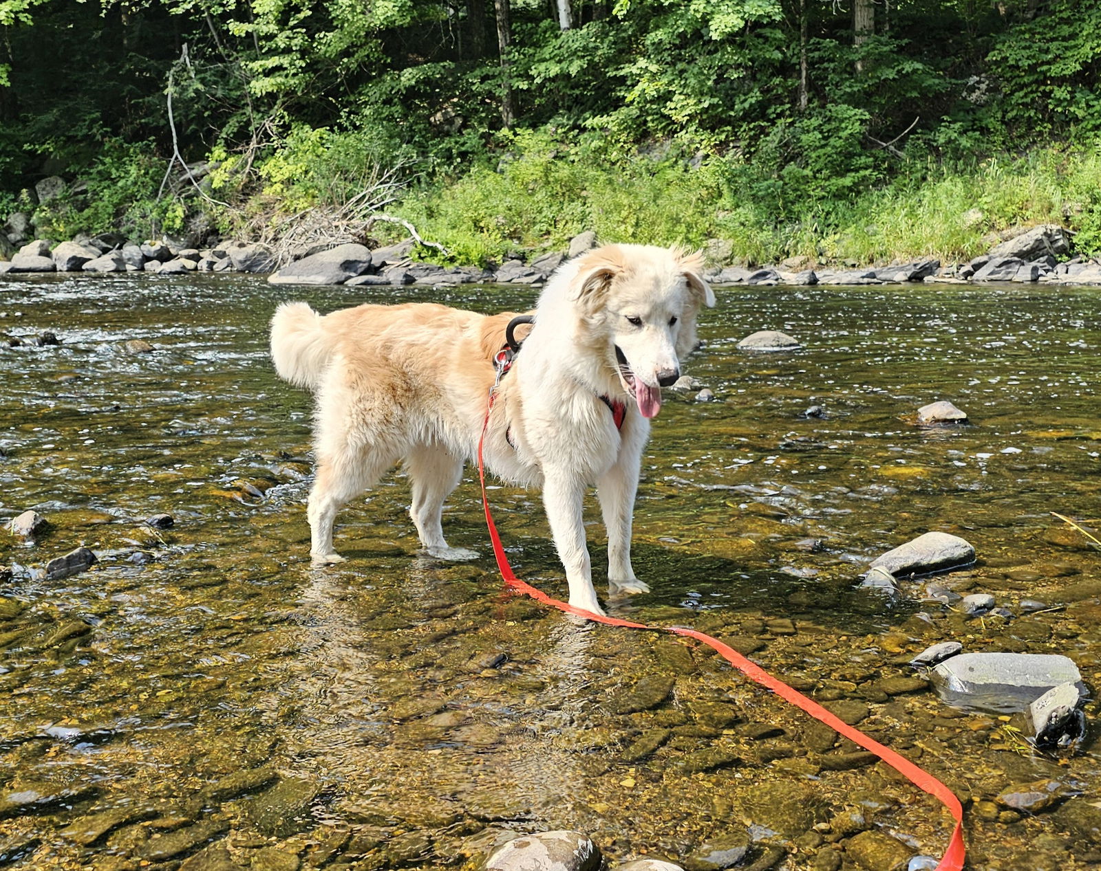 adoptable Dog in Newport, NH named Justice - in  VT