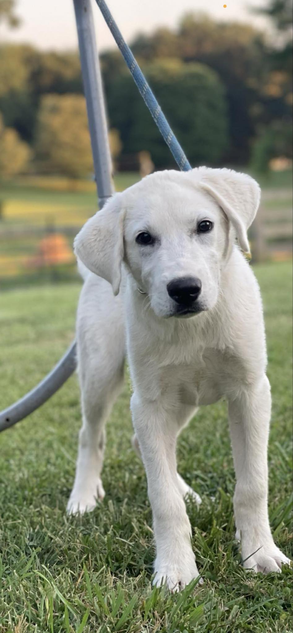 adoptable Dog in Newport, NH named Barkley in VT