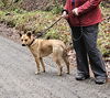 CARLY- sponsored adoption fee!