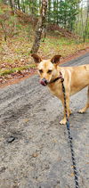 CARLY- sponsored adoption fee!
