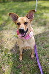 CARLY- sponsored adoption fee!