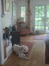 Grizzly in VT