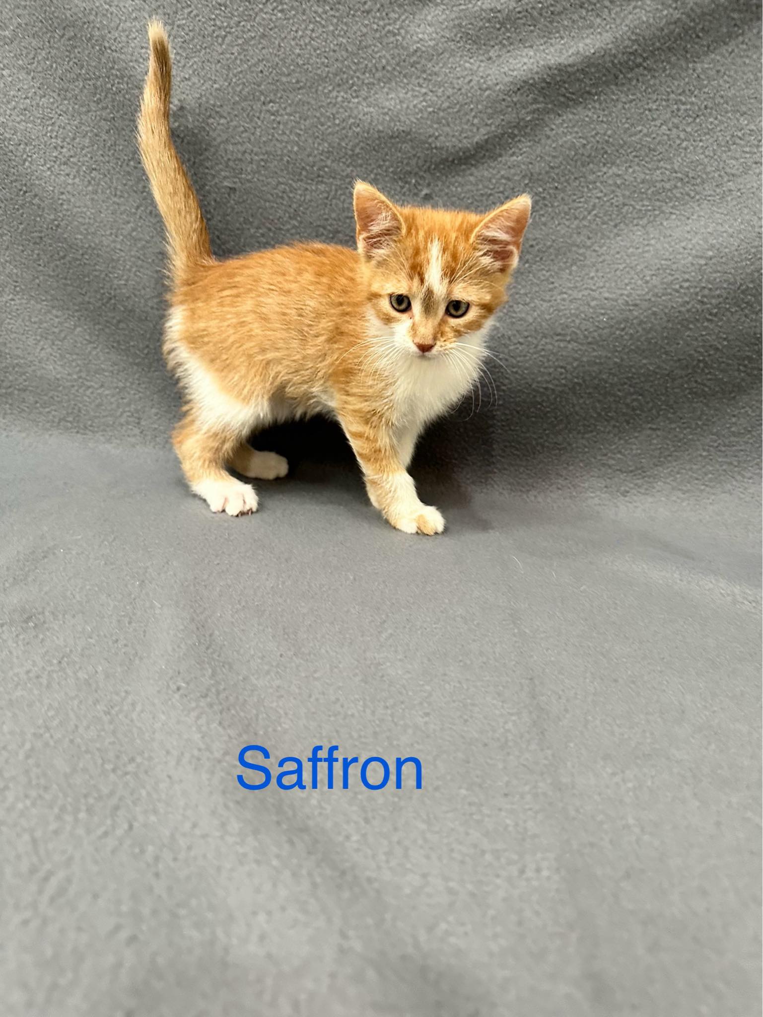 adoptable Cat in Newport, NH named Saffron