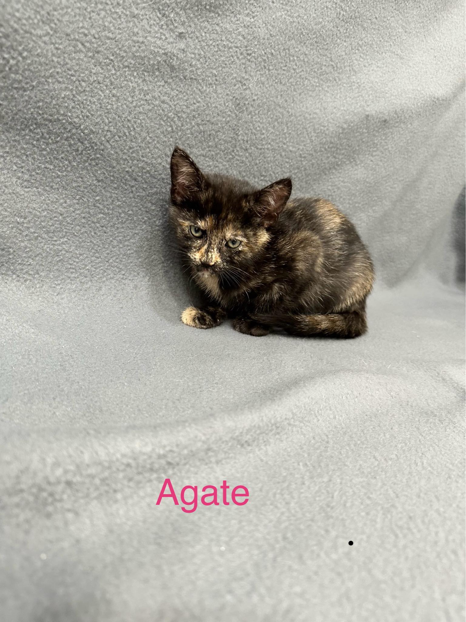 adoptable Cat in Newport, NH named Agate