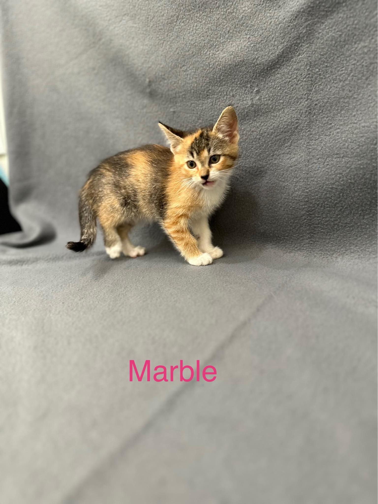 adoptable Cat in Newport, NH named Marble