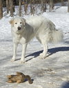 Roscoe-sweet boy - Photo 1