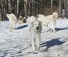 Roscoe-sweet boy - Photo 2