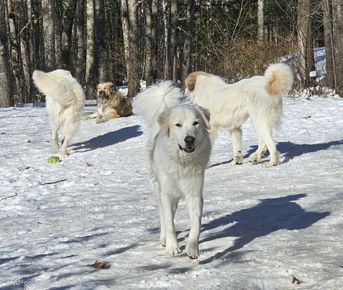 ROSCOE-SWEET BOY - Great Pyrenees available for adoption