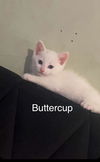 Buttercup