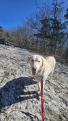 adoptable Dog in  named Snowy